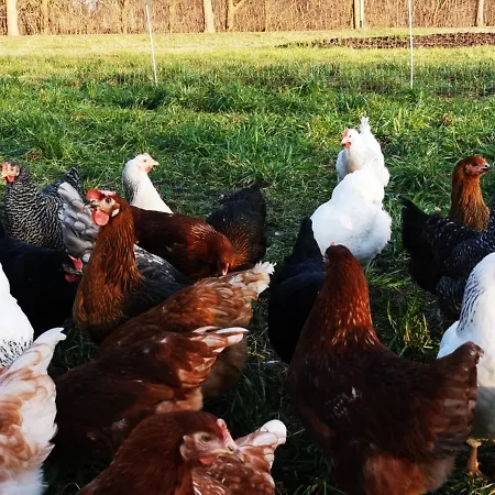 Heeser Hof - Urlaub Im Gruenen Διαμέρισμα Weeze