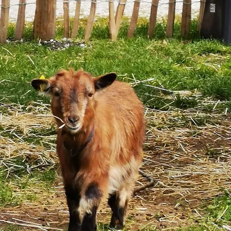 Heeser Hof - Urlaub Im Grünen Weeze