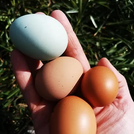 Διαμέρισμα Heeser Hof - Urlaub Im Gruenen *