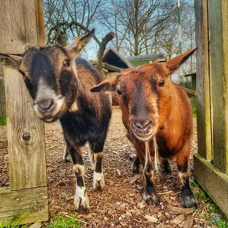 Appartement Heeser Hof - Natururlaub Direkt Am Nationalpark Maasduinen - & Rad & Wanderwege Ab Hof - Auszeit Auf Dem Land - Hunde Willkommen