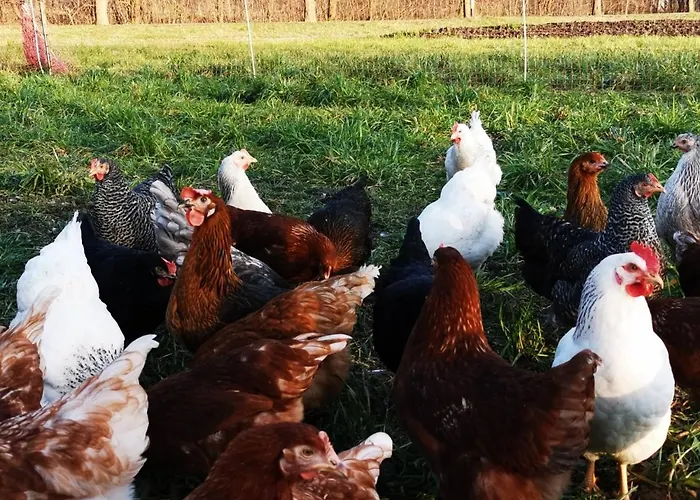 Heeser Hof - Urlaub Im Gruenen Lejlighed Weeze