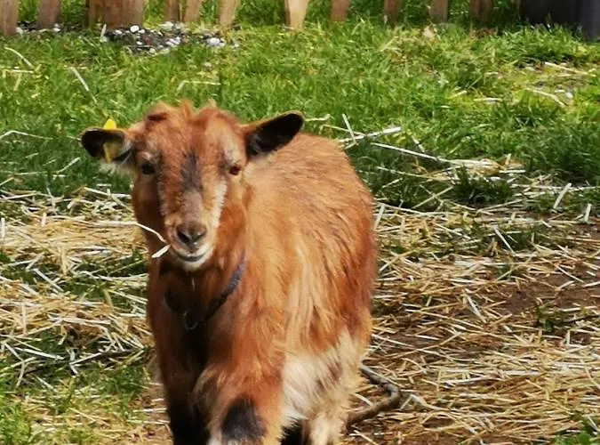 Heeser Hof - Urlaub Im Gruenen Weeze